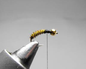 fly of the week - December 28, 2009