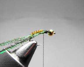 fly of the week - December 28, 2009