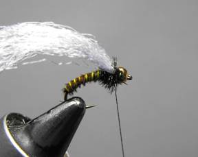fly of the week - December 28, 2009