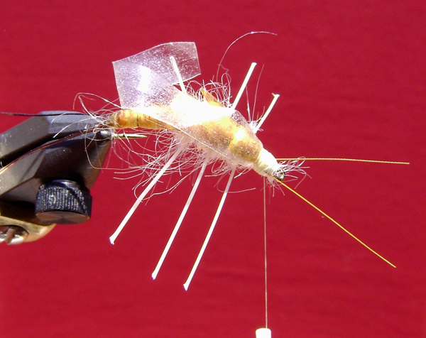 Fly of the Week - Feb 1 2010 - Marcelo Malventano