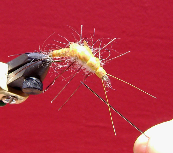 Fly of the Week - Feb 1 2010 - Marcelo Malventano