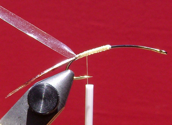 Fly of the Week - Feb 1 2010 - Marcelo Malventano