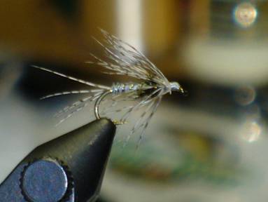 fly of the week - February 15, 2010