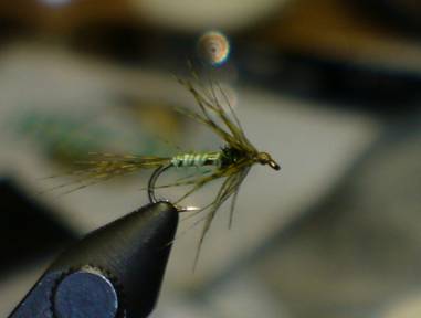 fly of the week - February 15, 2010