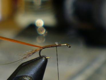 fly of the week - February 15, 2010
