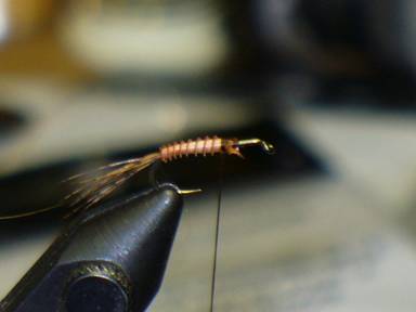 fly of the week - February 15, 2010