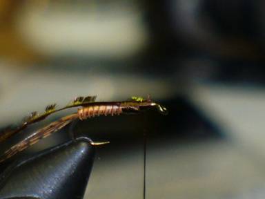 fly of the week - February 15, 2010