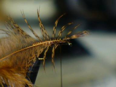 fly of the week - February 15, 2010