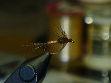 fly of the week - February 15, 2010
