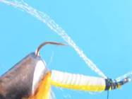 fly of the week - February 22, 2010