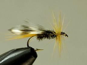 Fly of the week - Flyanglers Online - March 8, 2010
