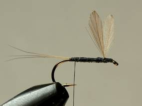 Fly of the Week - Flyanglers Online - April 12, 2010