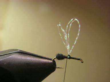 Fly of the Week - Visible Fur Ant - April 26, 2010