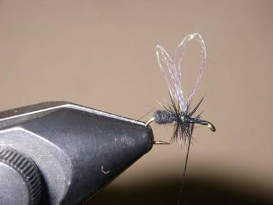 Fly of the Week - Visible Fur Ant - April 26, 2010