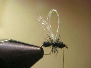 Fly of the Week - Visible Fur Ant - April 26, 2010