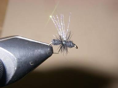 Fly of the Week - Visible Fur Ant - April 26, 2010