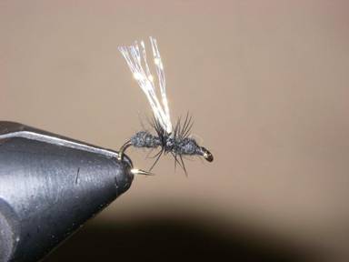 Fly of the Week - Visible Fur Ant - April 26, 2010