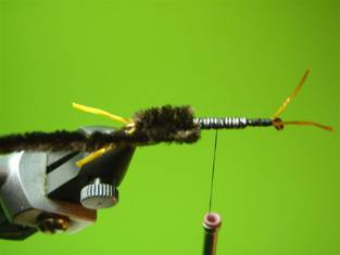 Fly of the Week - Rubber Legs Stonefly Nymph - May 24, 2010