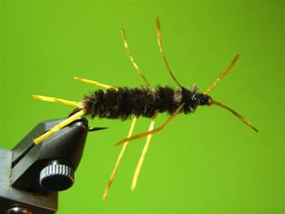 Fly of the Week - Rubber Legs Stonefly Nymph - May 24, 2010