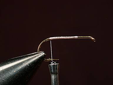 Fly of the Week - House Fly - Gretchen and Al Beatty - May 31, 2010