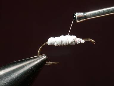 Fly of the Week - House Fly - Gretchen and Al Beatty - May 31, 2010