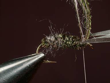 Fly of the Week - House Fly - Gretchen and Al Beatty - May 31, 2010