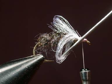 Fly of the Week - House Fly - Gretchen and Al Beatty - May 31, 2010