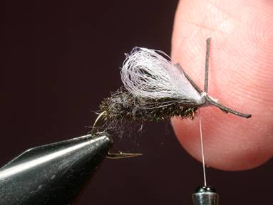 Fly of the Week - House Fly - Gretchen and Al Beatty - May 31, 2010