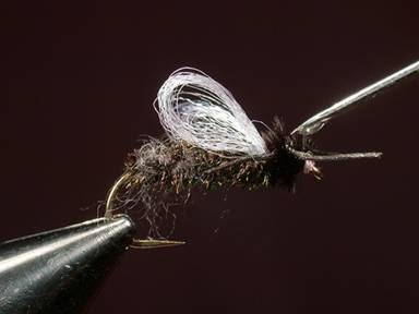 Fly of the Week - House Fly - Gretchen and Al Beatty - May 31, 2010