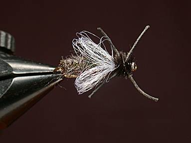 Fly of the Week - House Fly - Gretchen and Al Beatty - May 31, 2010