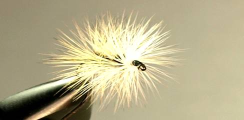 Fly of the Week - Badger Bivisible - June 14, 2010