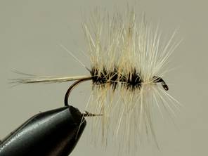 Fly of the Week - Badger Bivisible - June 14, 2010