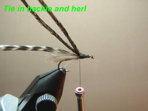 Harrops Henrys fork caddis - Fly of the week - July 5, 2010