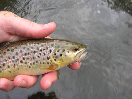 The May Haystack - Fly of the Week - July 19, 2010