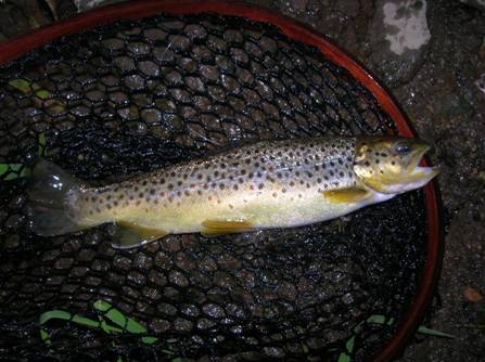 The May Haystack - Fly of the Week - July 19, 2010