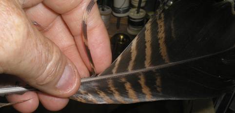 Turkey barbs.JPG