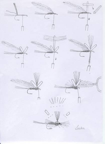 Fly of the week - August 9, 2010