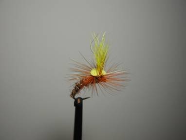 Fly of the week - August 9, 2010