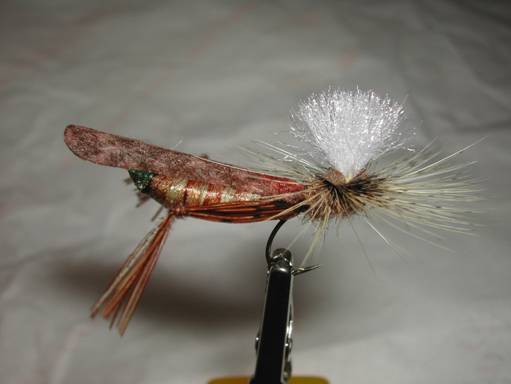 Fly of the week - August 9, 2010