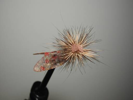 Fly of the week - August 9, 2010