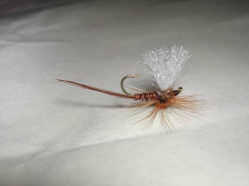 Fly of the week - August 9, 2010