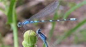 Bluet Damsel - Fly of the week - August 23, 2010