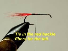 Doodlebug - Fly of the Week - August 30, 2010