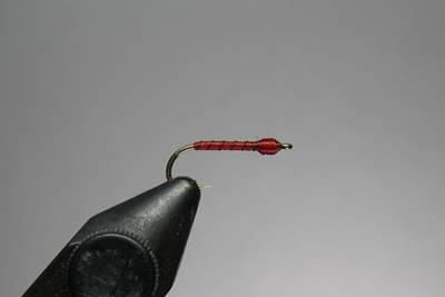 red thread midge.jpg