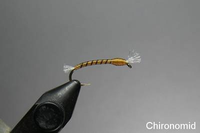 chironomid.jpg