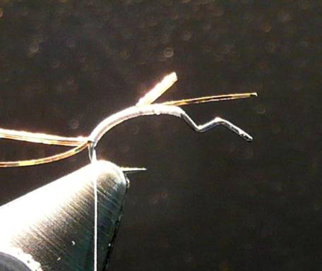 Fly of the Week - September 13, 2010