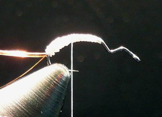 Fly of the Week - September 13, 2010