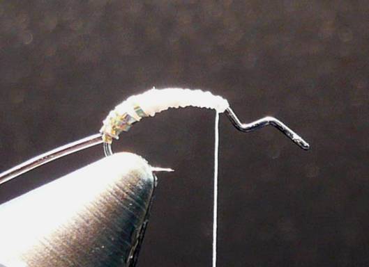 Fly of the Week - September 13, 2010