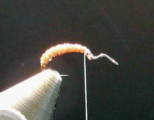 Fly of the Week - September 13, 2010