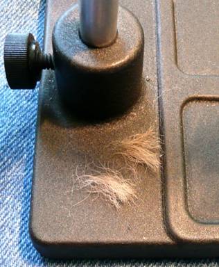 Fly of the Week - September 13, 2010